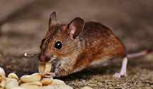 24 Hour & Emergency Exterminators in Horse Shoe Rn, WV